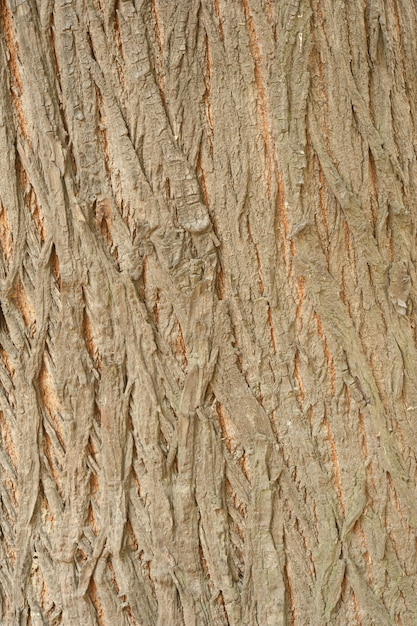 Foto textura de casca de madeira