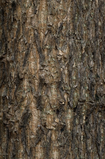 Textura de casca de madeira