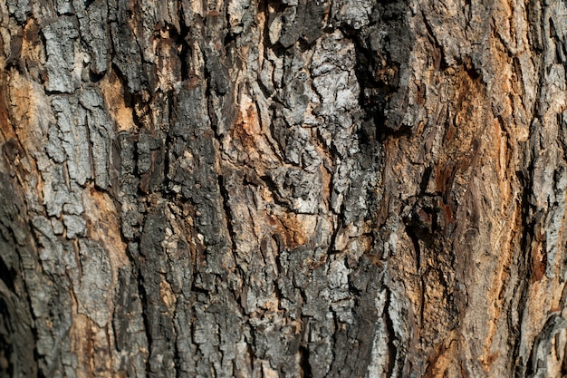 Textura de casca de madeira