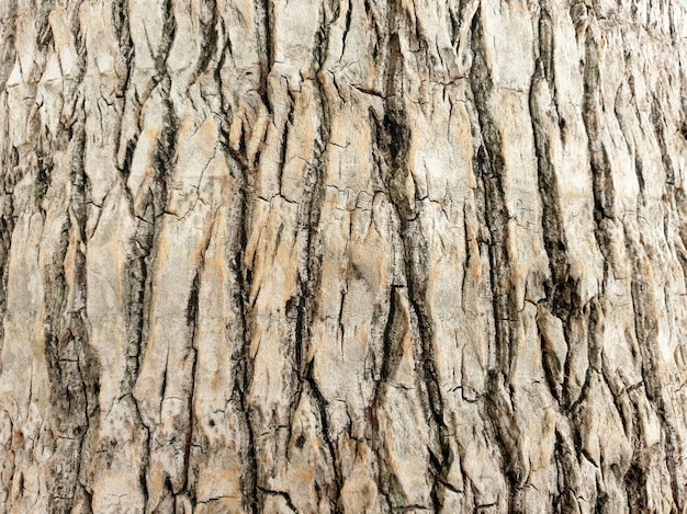 Textura de casca de palmeira de coco