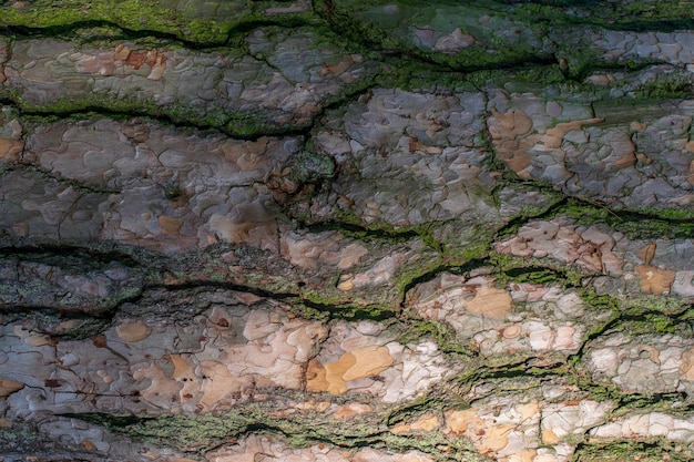 Textura de casca de pinheiro com musgo