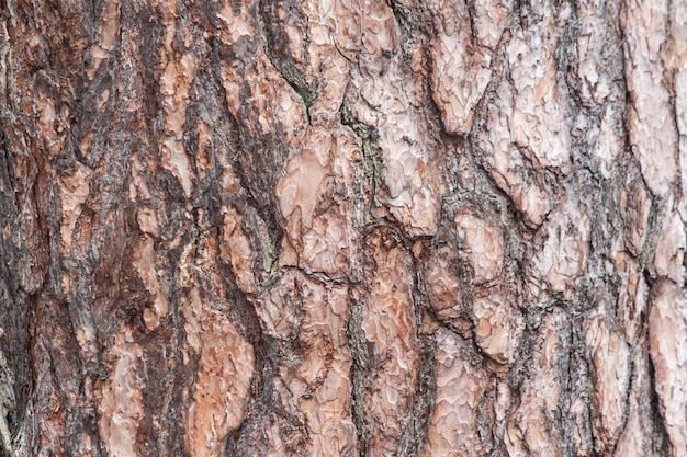 Textura de casca de pinheiro na floresta. Fundo de casca de árvore.