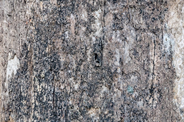 Textura de casca no resumo de textura de parktree natural para plano de fundo