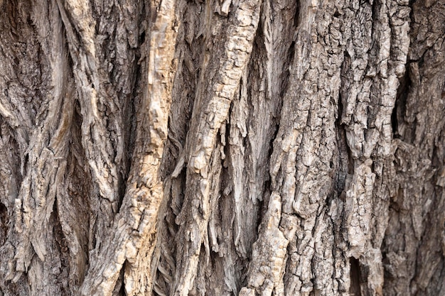 Textura de closeup de casca de árvore para planos de fundo