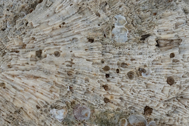 Textura de coral branco