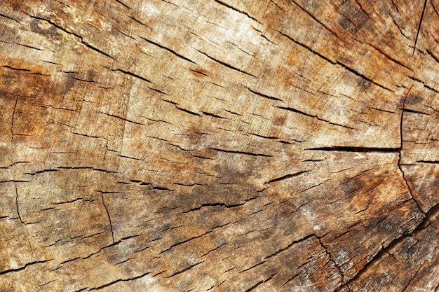 Textura de corte de madeira, anéis de árvores