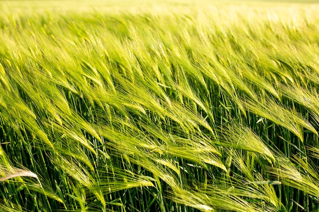 Textura de espigas de trigo no campo