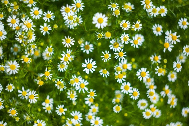 Textura de flor de camomila Matricaria