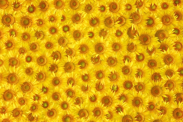 textura de flor de girassol amarelo