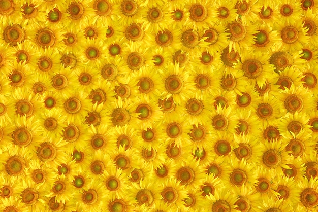 Textura de flor de girassol amarelo