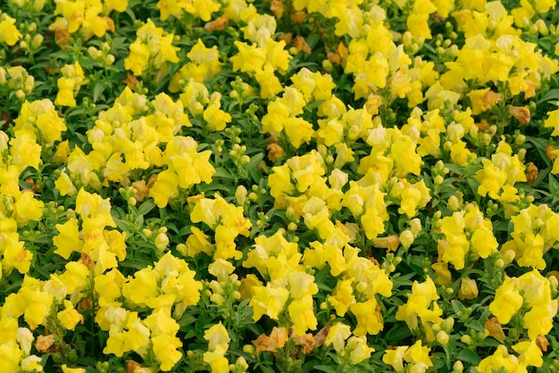 Textura de flores amarelas brilhantes