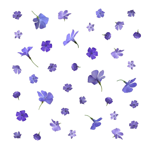 Textura de flores em botão azuis isoladas no fundo branco