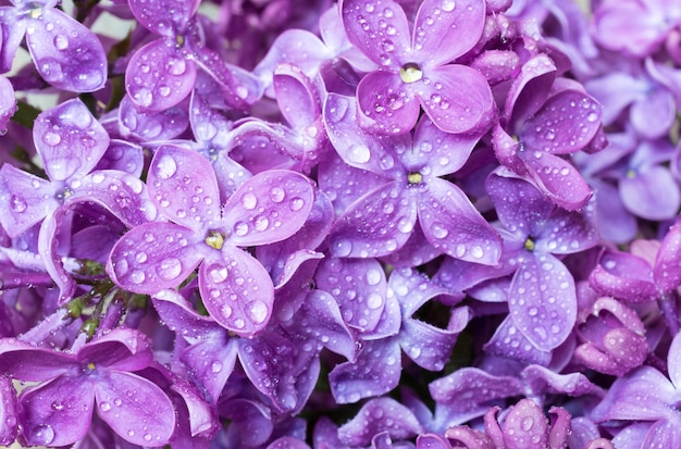 Textura de flores violeta lilás Primavera com gotas de água