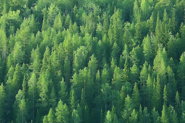 textura de floresta de coníferas vista superior / paisagem floresta verde, picos de taiga de abetos