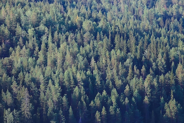 textura de floresta de coníferas vista superior / paisagem floresta verde, picos de taiga de abetos