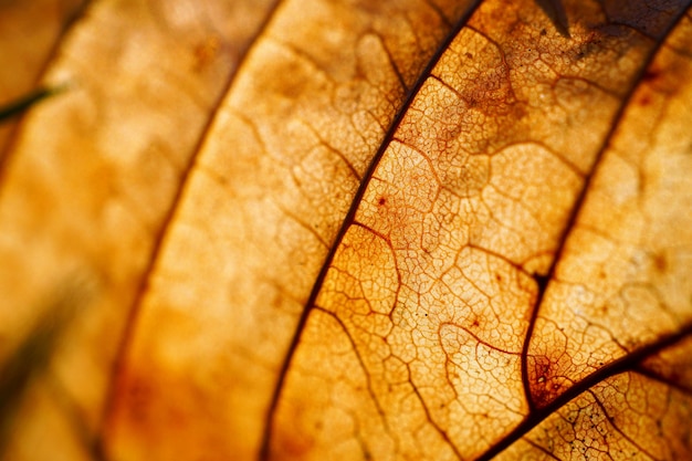 Foto textura de folha de árvore marrom abstrata na natureza