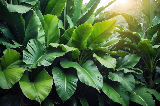 textura de folha de banana tropical folhagem de palmeira grande natureza fundo verde escuro
