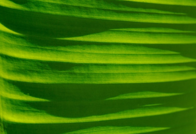 textura de folha de bananeira macro,fundo de folha de bananeira,resumo de fundo de folha de bananeira verde