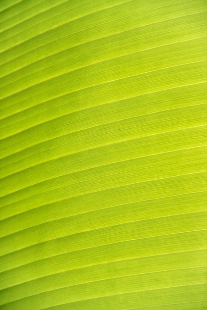 Textura de folha de bananeira tem bela linha verde