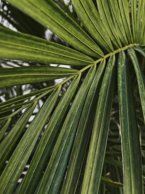 Textura de folha de palmeira Fundo de natureza tropical exótica de verão lindo Conceito de férias de viagem de verão