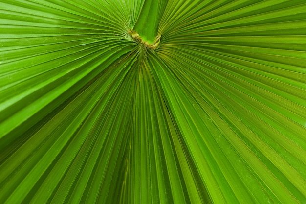 Textura de folha de palmeira verde com listras Superfície de folha de palmeira tropical fresca imagem de fundo