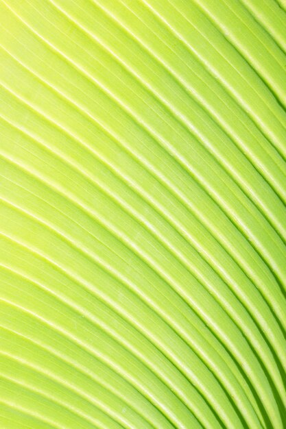 Textura de folha de palmeira verde fresca com fundo macro de veias