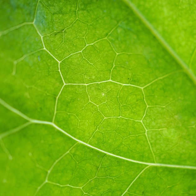 textura de folha de planta verde abstrata