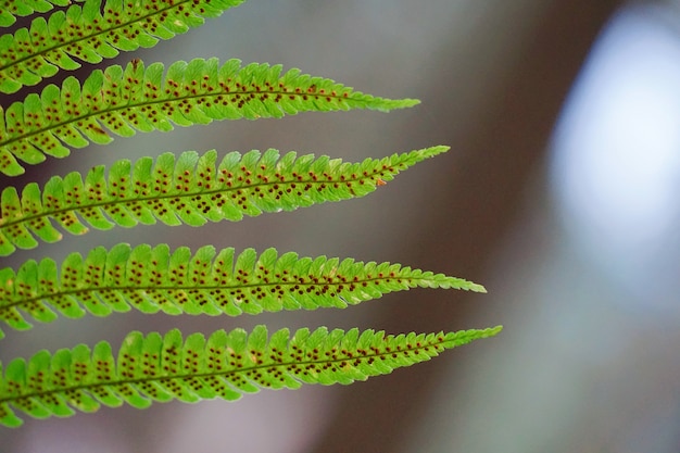 textura de folha de planta verde samambaia