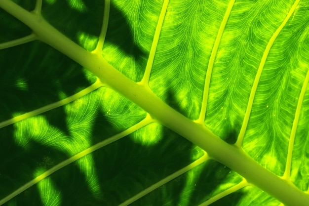 Textura de folha jovem verde fresca