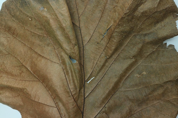 textura de folha marrom outono (folha de teca)