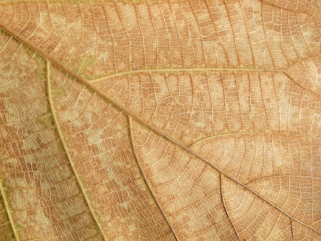 Textura de folha marrom seca