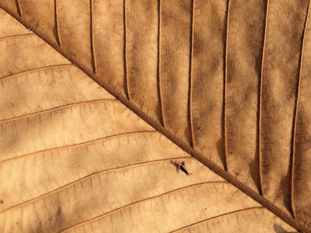 Foto textura de folha marrom seca