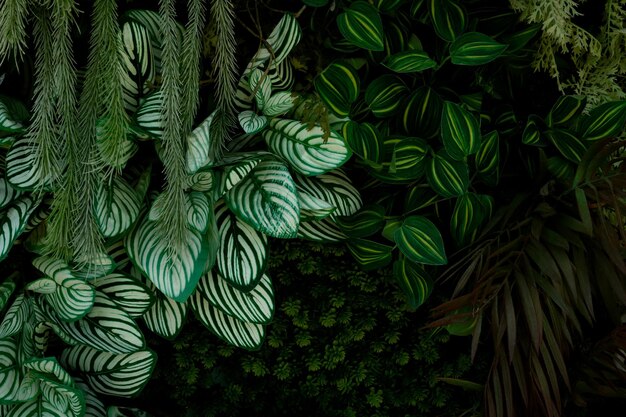Foto textura de folha verde abstrata folhagem de folha tropical natureza verde escuro