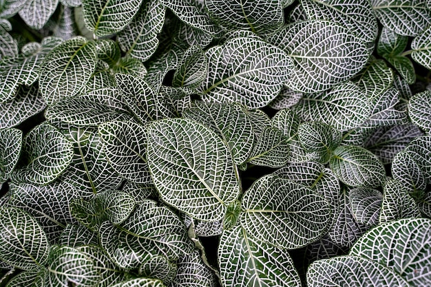 textura de folha verde abstrata, fundo da natureza, folha tropical