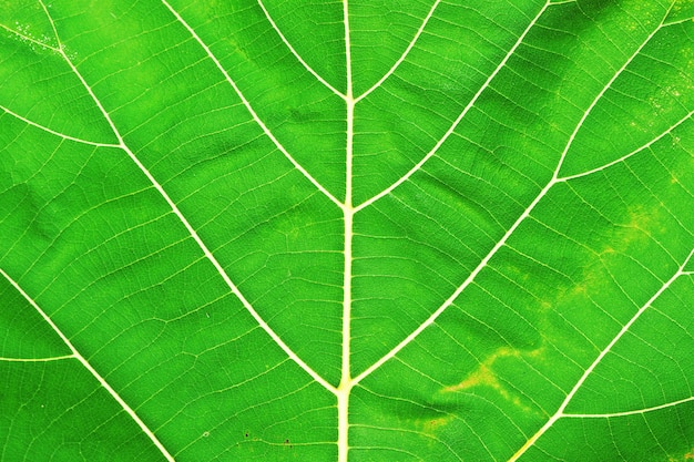 Textura de folha verde abstrata para plano de fundo