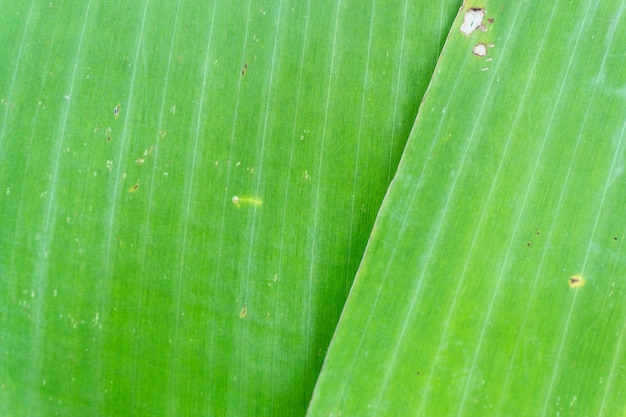 Textura de folha verde abstrata para plano de fundo