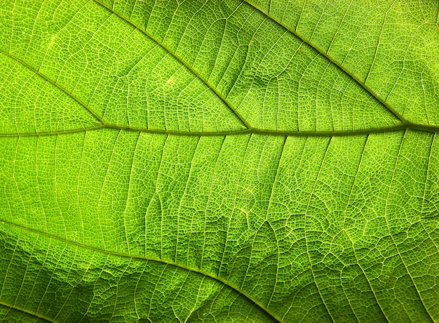 Textura de folha verde abstrata para plano de fundo