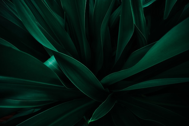 Foto textura de folha verde abstrata