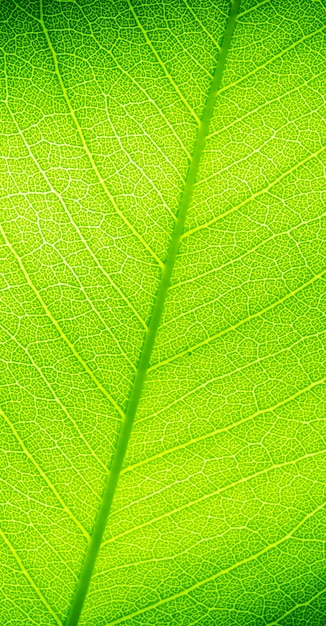 Textura de folha verde close-up