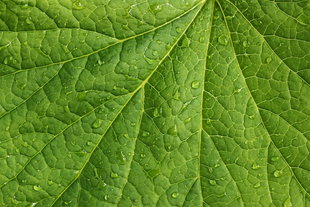 Textura de folha verde com gotas de água.