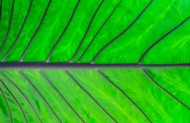 Foto textura de folha verde com veias roxas e pingos de chuva