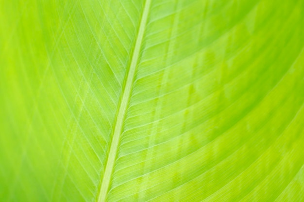 Foto textura de folha verde de banana em close-up