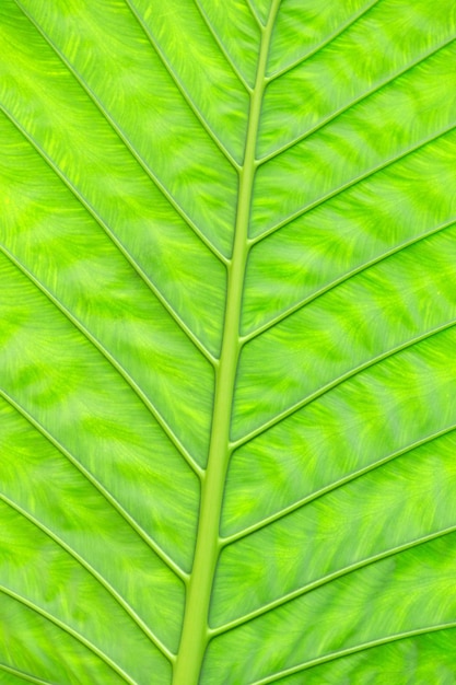 Textura de folha verde de uma planta de perto