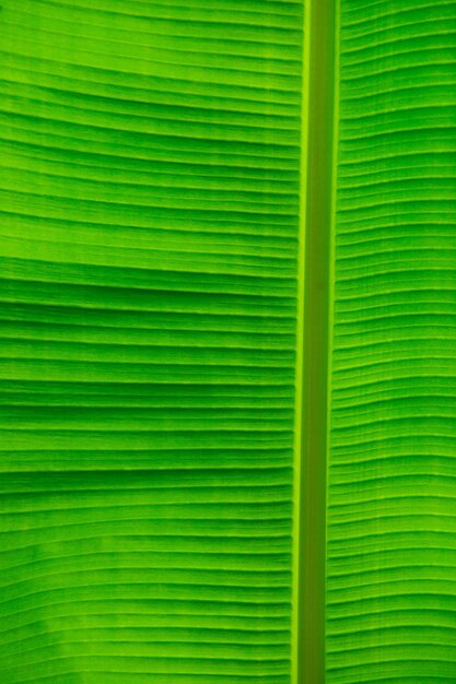 Textura de folha verde de uma planta de perto