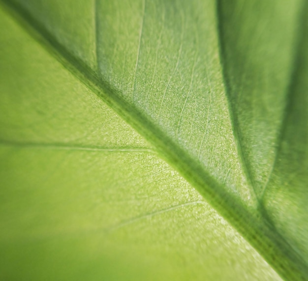 Textura de folha verde em macro