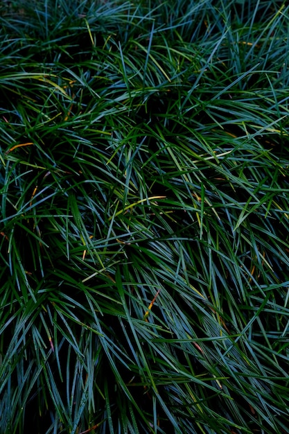 Textura de folha verde fonte de textura de folha