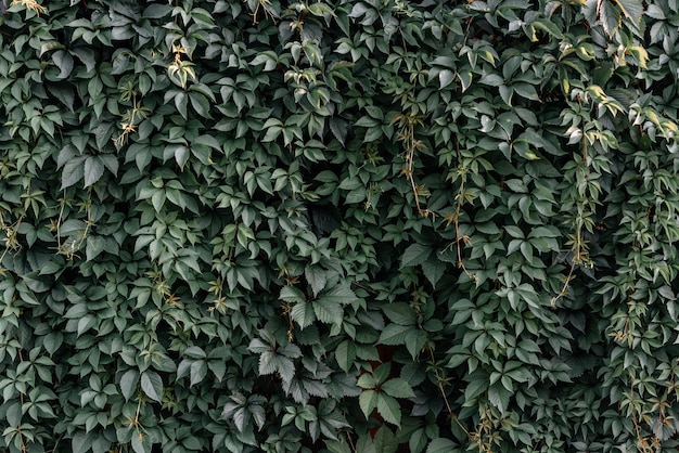 Textura de folha verde, fundo de textura de folha. A textura natural das folhas de uvas bravas, parede verde coberta com folhas de videira