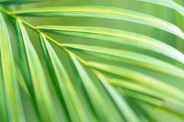 Textura de folha verde impressionante abstrata, folhagem de folha tropical, natureza, brilho, fundo verde