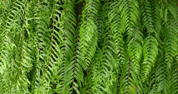 Textura de folha verde impressionante abstrata, folhagem de folha tropical, natureza, fundo verde escuro