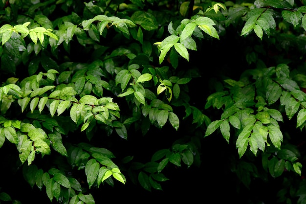 Textura de folha verde impressionante abstrata, folhagem de folha tropical, natureza, fundo verde escuro